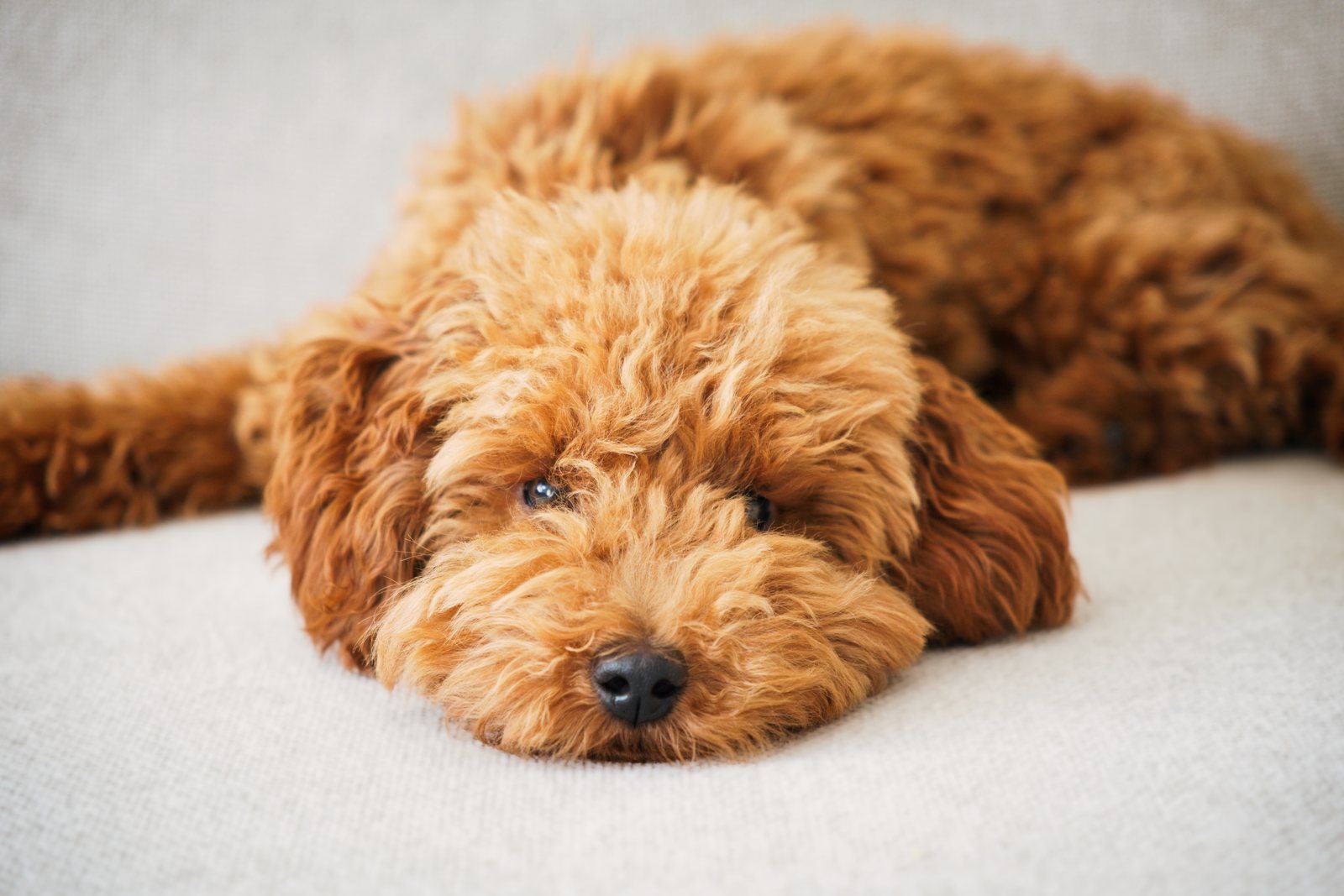 Mila, an apricot toy poodle, resting on a sofa