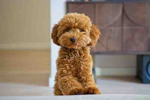 Mila, an apricot toy poodle, resting on a sofa