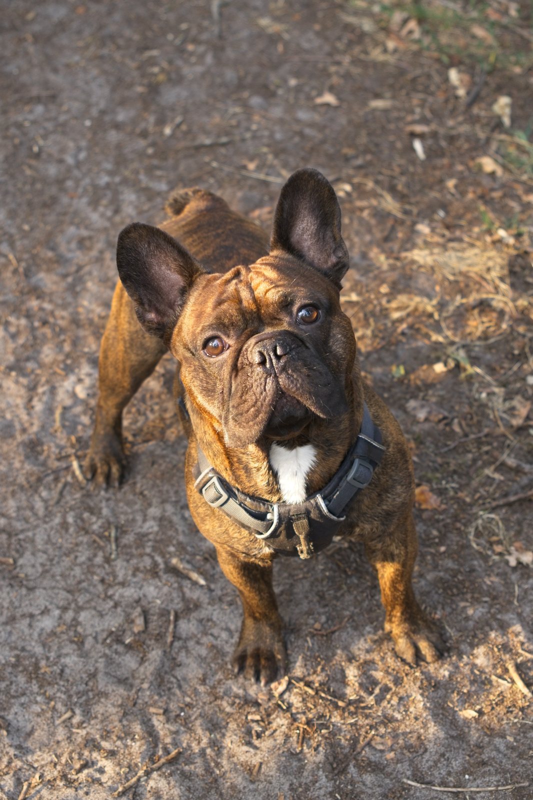 A French bulldog looking up at the camera