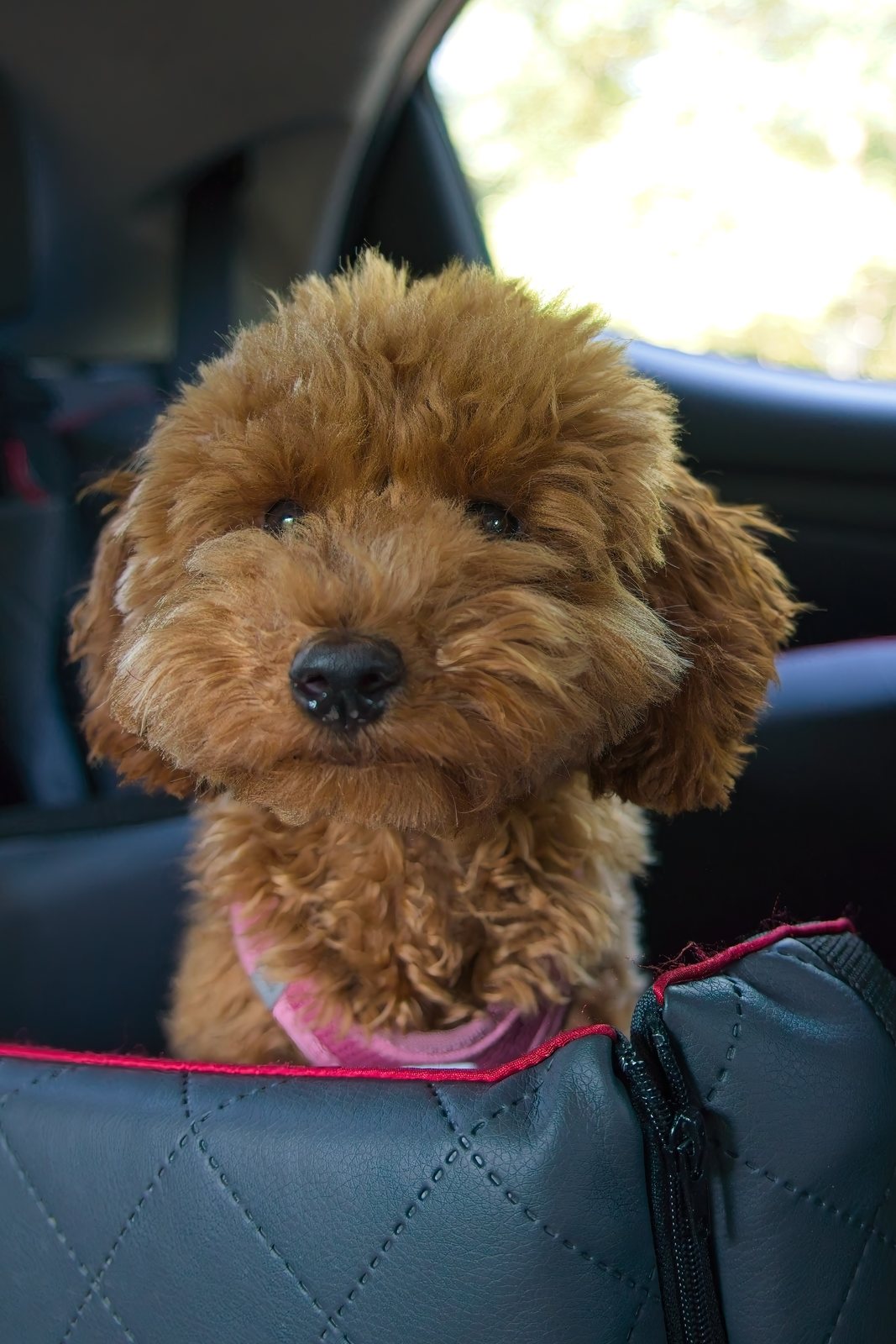Mila, an apricot toy poodle, in the car