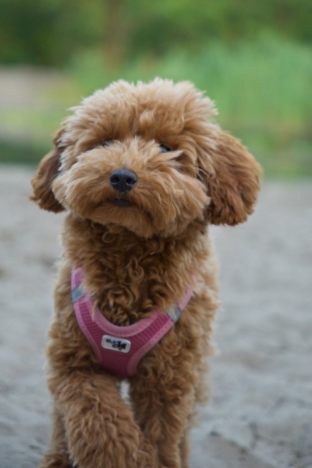 Mila, an apricot toy poodle, outdoors