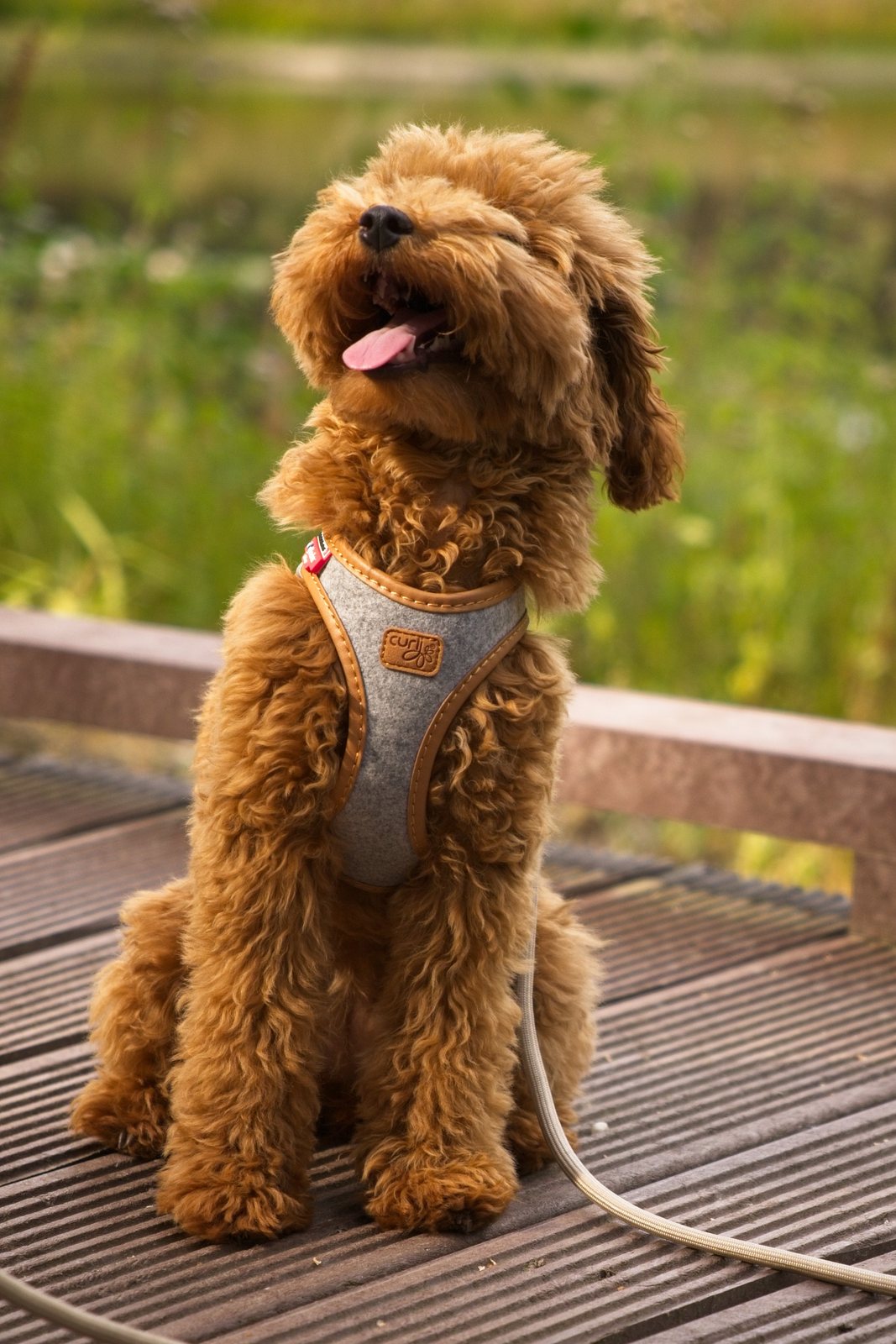 Mila sitting happily on a wooden bench