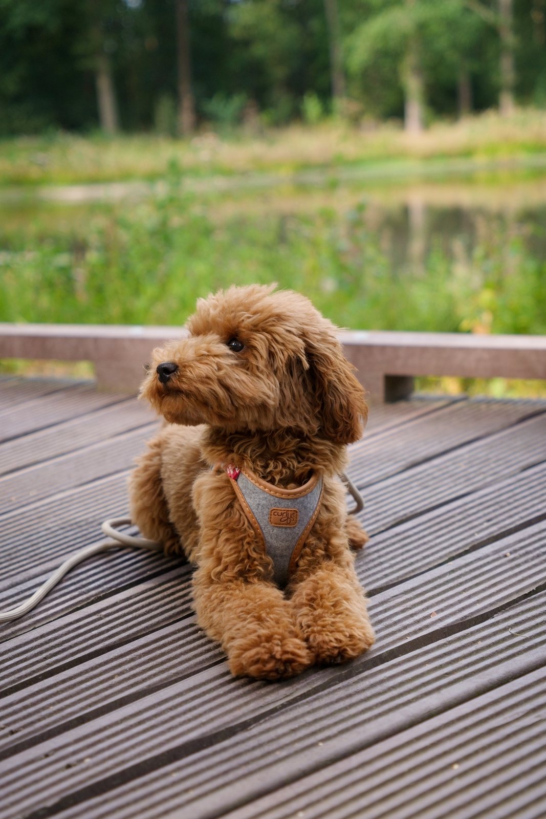 Mila resting on a wooden deck