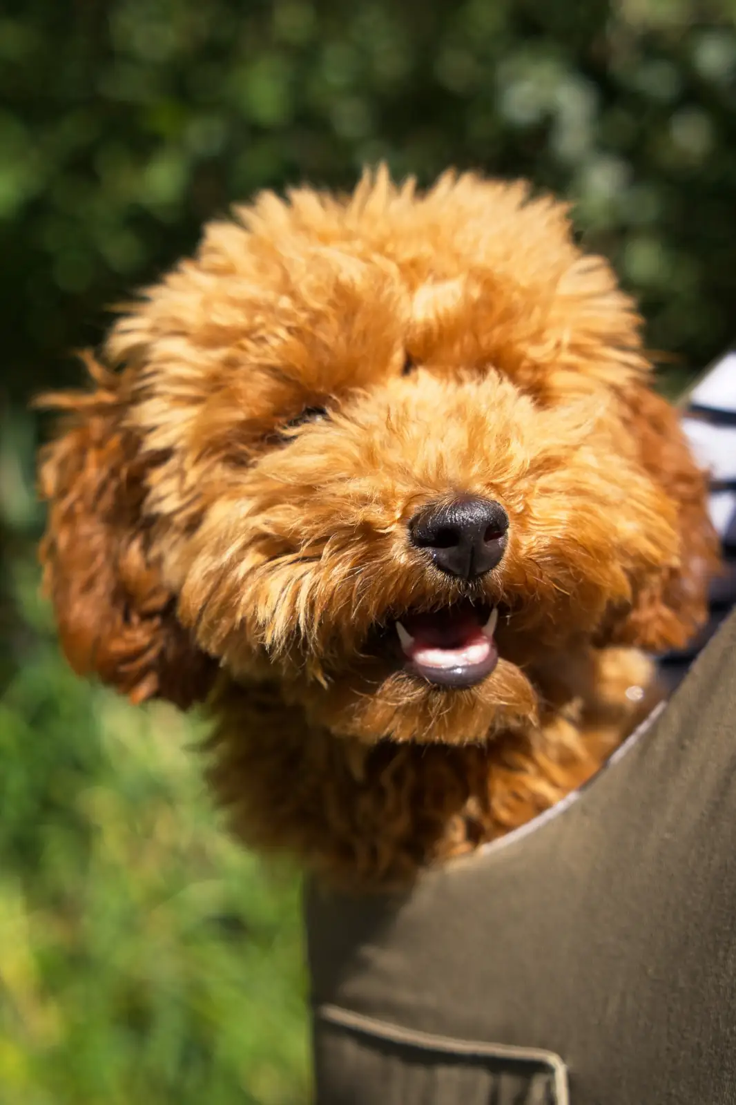 Close-up portrait of Mila, an apricot toy poodle, smiling outdoors