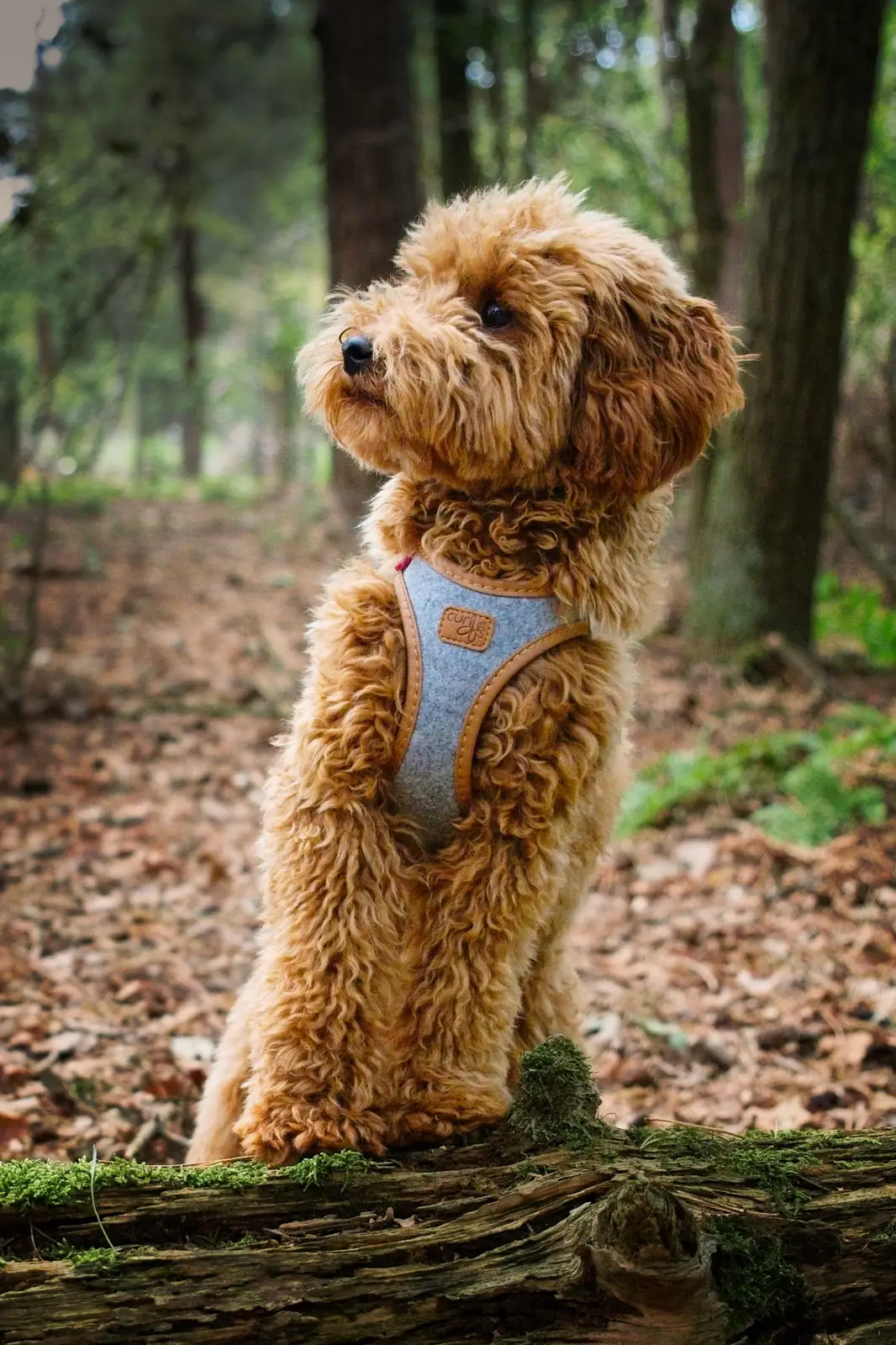 Mila, an apricot toy poodle, sitting on a mossy log in a forest