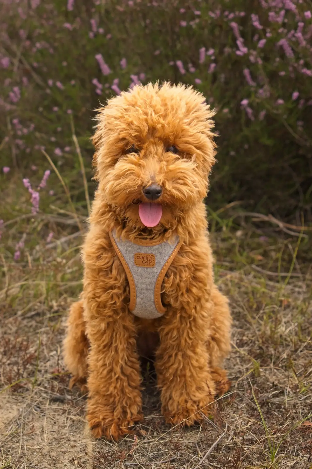Mila, an apricot toy poodle, sitting among purple heather