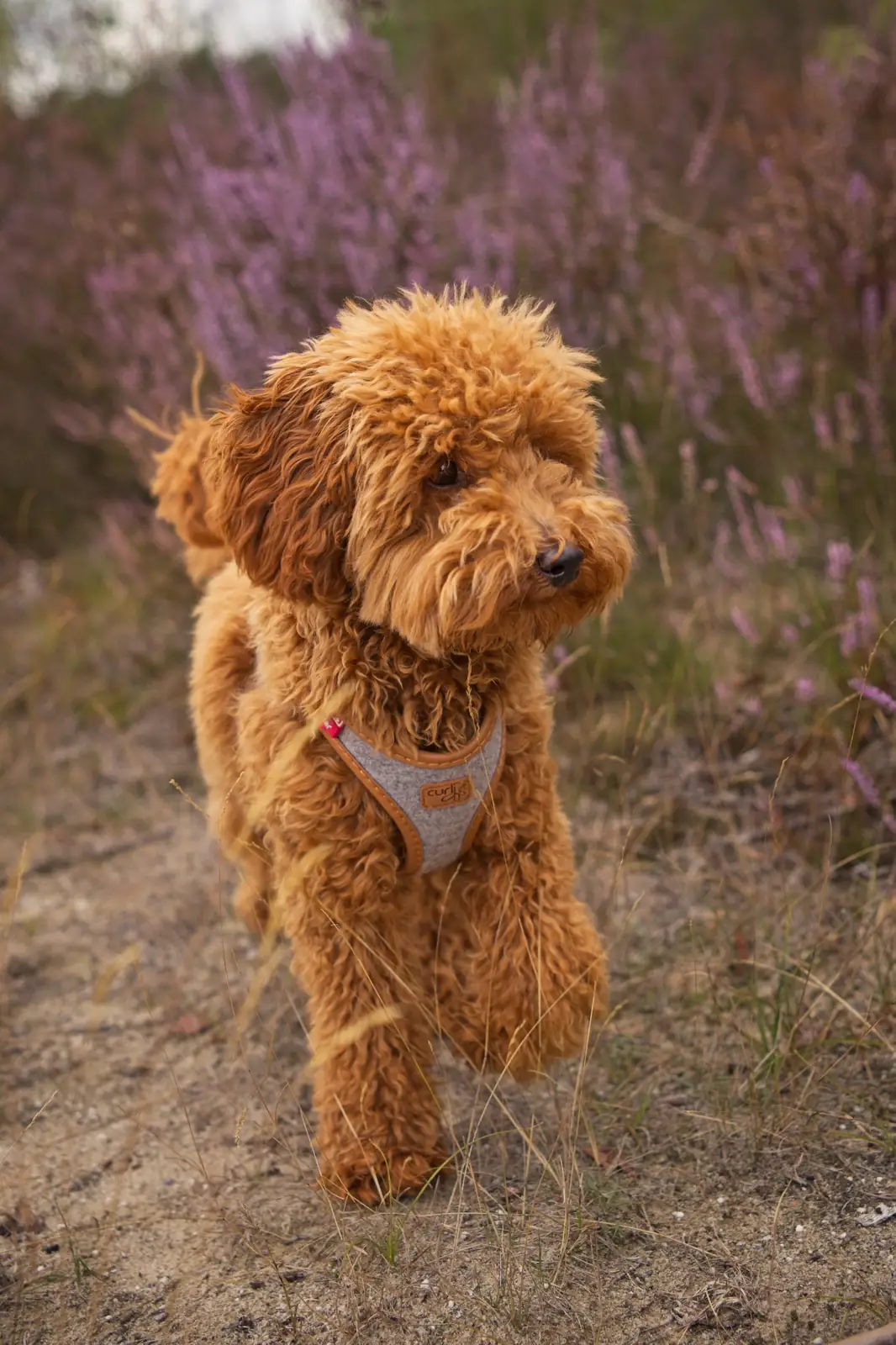 Mila, an apricot toy poodle, standing among purple heather