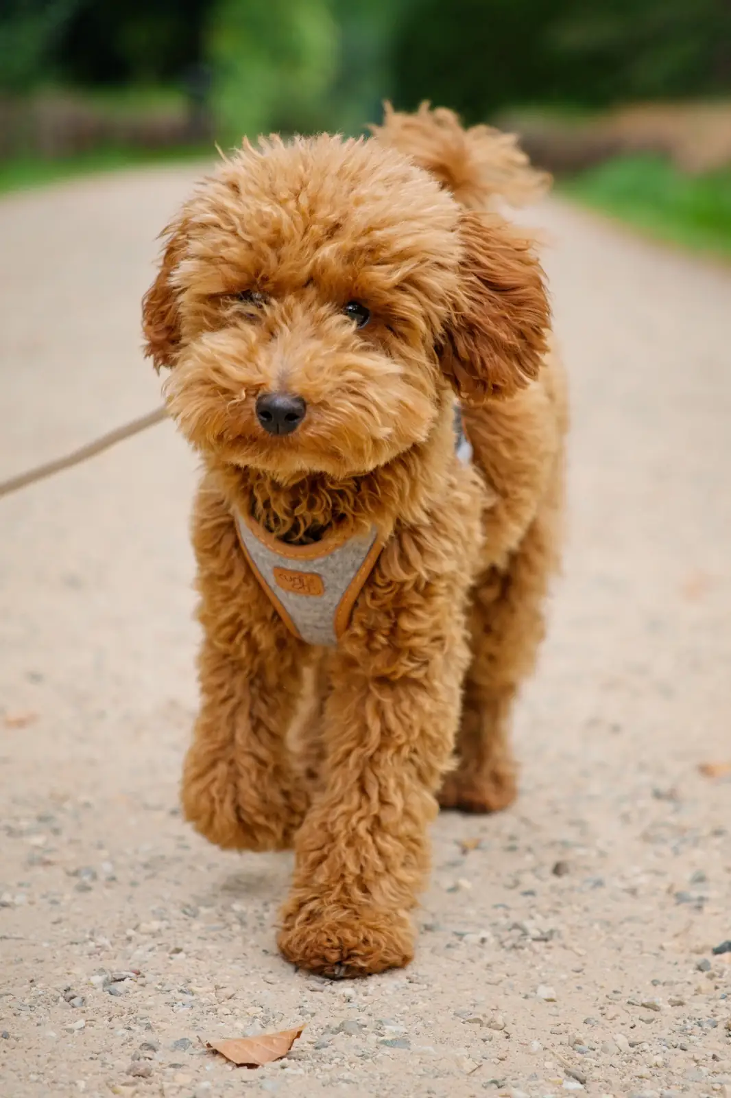 Mila, an apricot toy poodle, walking outdoors on a sandy path